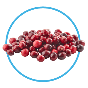 cranberries are a great snack for puppies
